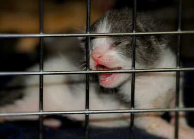 One of five two-week old kittens found after a recent rainstorm and flood in the outskirts of New Orleans. Newborns require feeding every four hours and manual expression to move their bowels and empty their bladder. Photo: Laura Richard