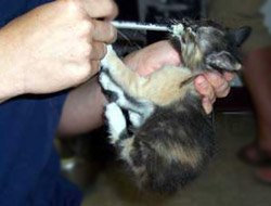 Destiny, the kitten consistently meowing until saved, in May when first rescued.   ©2008 Chris Malkove