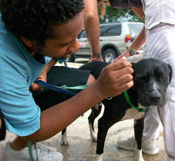 Joshua, future veterinarian, loved every pet and every minute of his volunteer duties. 