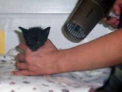 Tiny little Miracle when rescued in May. ©2008 Chris Malkove