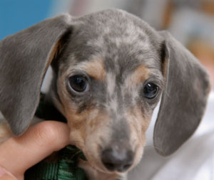 This is Sealy, we called her ‘the seal pup’ because her back legs were used like flippers on a seal. Now she has enough scar tissue built up to walk at least wobbly. She is only about 12 weeks old. She is a beautiful [really] miniature blue merle dachshund. Her personality abounds, and she has a will to live equal with the largest of mastiffs. Sealy is being examined by a specialist to see if surgery could possibly help her. She is sooooo tiny! Photo by Laura Richard 