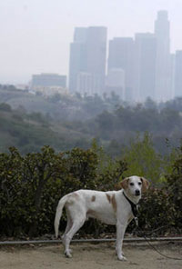 Buddy in Los Angeles Photo ©2008 Merrick Morton