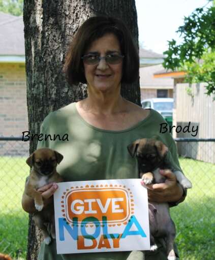 GIve nola Puppies