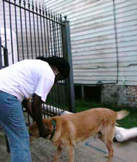Sidney reunited with his Bywater mom... Sidney was lost in early 2007 when frightened by a lightning storm and was found by one of our volunteers with a large tumor on his neck. We treated the dog, removed the tumor, Sidney was heartworm negative, so we knew he had a wonderful caretaker somewhere. We found his mom through his microchip. She was so grateful... she has been out of work since Katrina and has just gotten her job back at Charity Hospital in the personnel department. She knew of the tumor, but had no money to bring her dog to the vet. She has lived for two years in a FEMA trailer parked in front of her home, while spending all her time gutting and cleaning out her house by herself. Sidney's mom is just one of dozens we have helped who could not afford care of their pet.