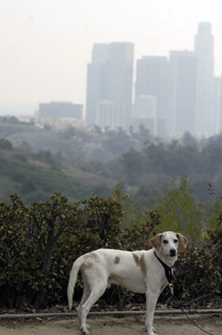 Buddy in his new city, Los Angeles.