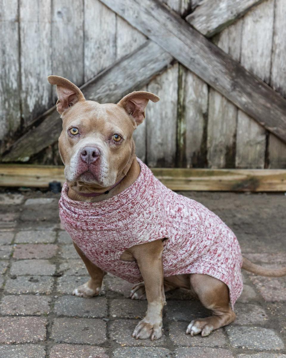 Animal Rescue New Orleans